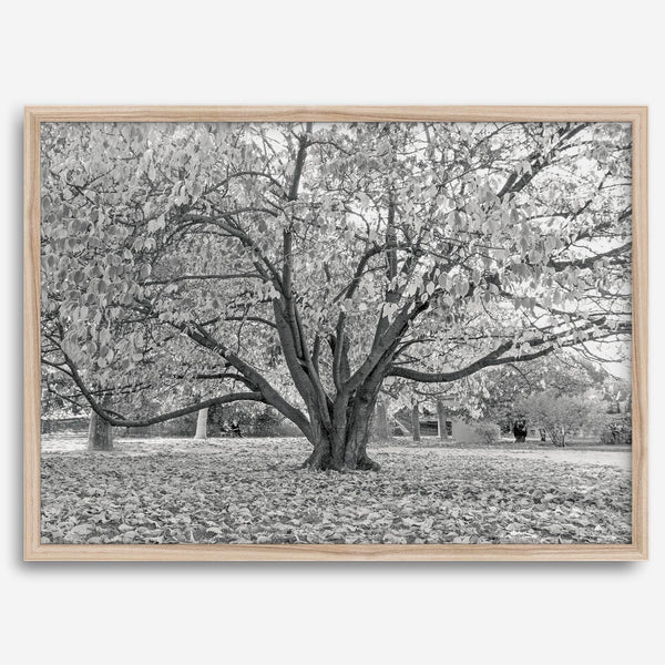 A framed or unframed fall print of a huge magical tree in Paris. This stunning Parisian tree wall art captures the serene beauty of the Parisian gardens in Autumn.
