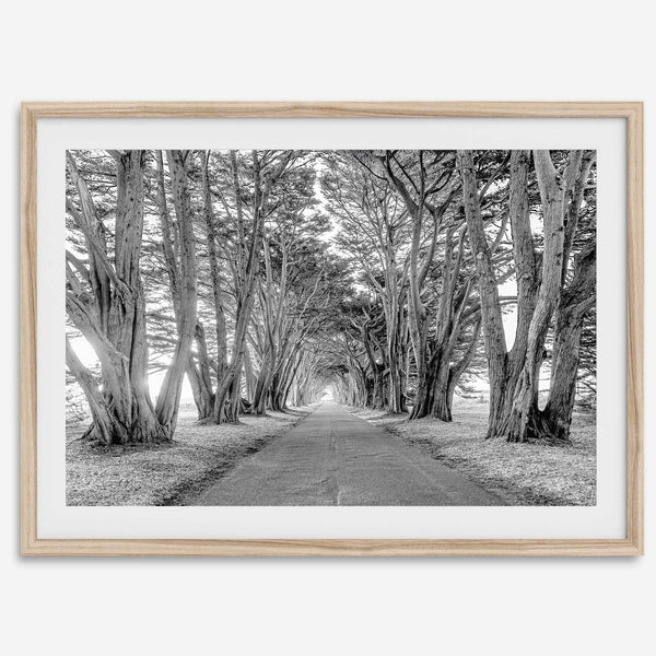A fine art unframed or framed black and white coastal print of a breathtaking cypress tree tunnel in Point Reyes, California, near San Francisco.