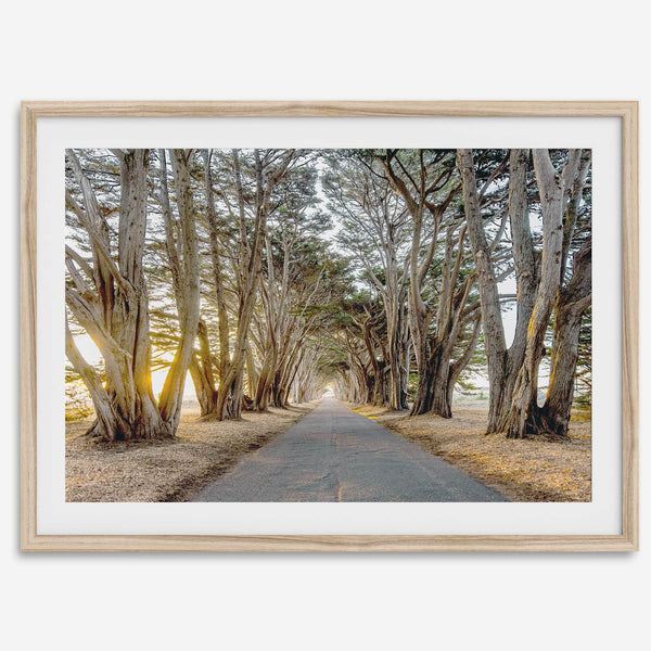 A fine art unframed or framed or unframed coastal print of a breathtaking cypress tree tunnel in Point Reyes, California, near San Francisco.