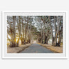 A fine art unframed or framed or unframed coastal print of a breathtaking cypress tree tunnel in Point Reyes, California, near San Francisco.