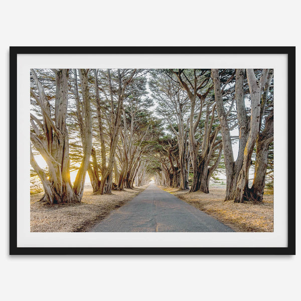 A fine art unframed or framed or unframed coastal print of a breathtaking cypress tree tunnel in Point Reyes, California, near San Francisco.