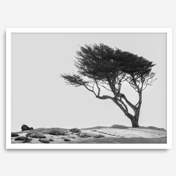 Black-and-white photograph of a windswept cypress tree on a rugged coastal bluff with a minimalist design.