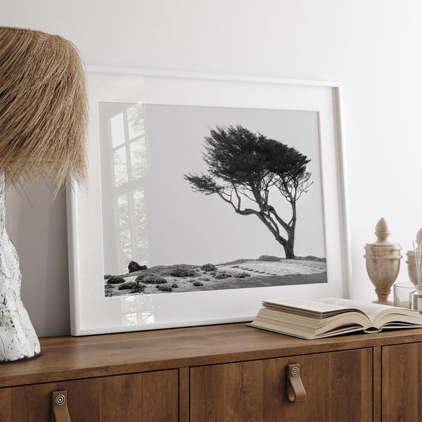 Black-and-white photograph of a windswept cypress tree on a rugged coastal bluff with a minimalist design.