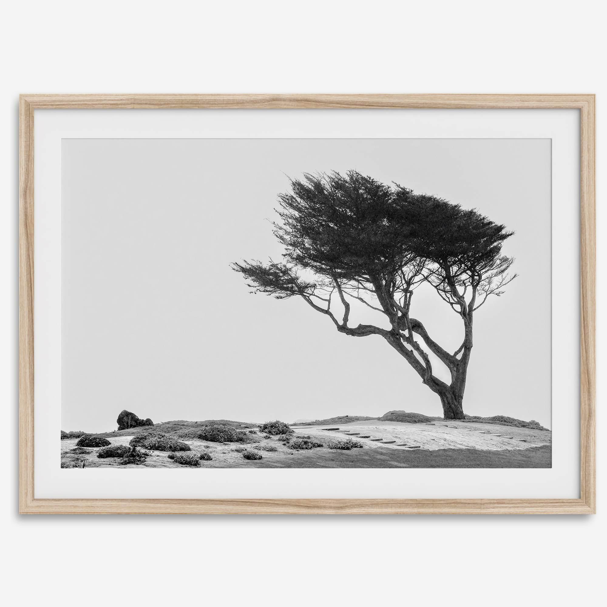 Black-and-white photograph of a windswept cypress tree on a rugged coastal bluff with a minimalist design.