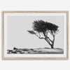 Black-and-white photograph of a windswept cypress tree on a rugged coastal bluff with a minimalist design.