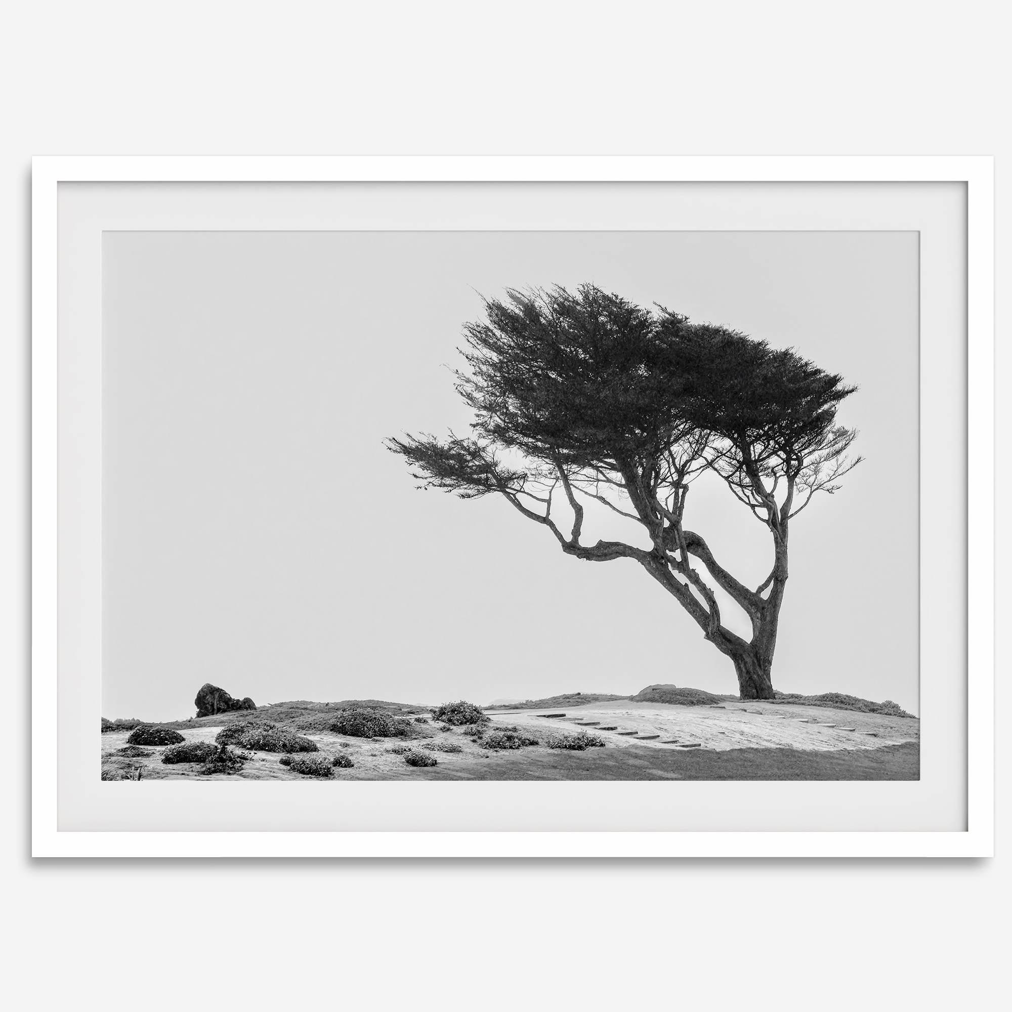 Black-and-white photograph of a windswept cypress tree on a rugged coastal bluff with a minimalist design.