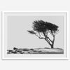 Black-and-white photograph of a windswept cypress tree on a rugged coastal bluff with a minimalist design.