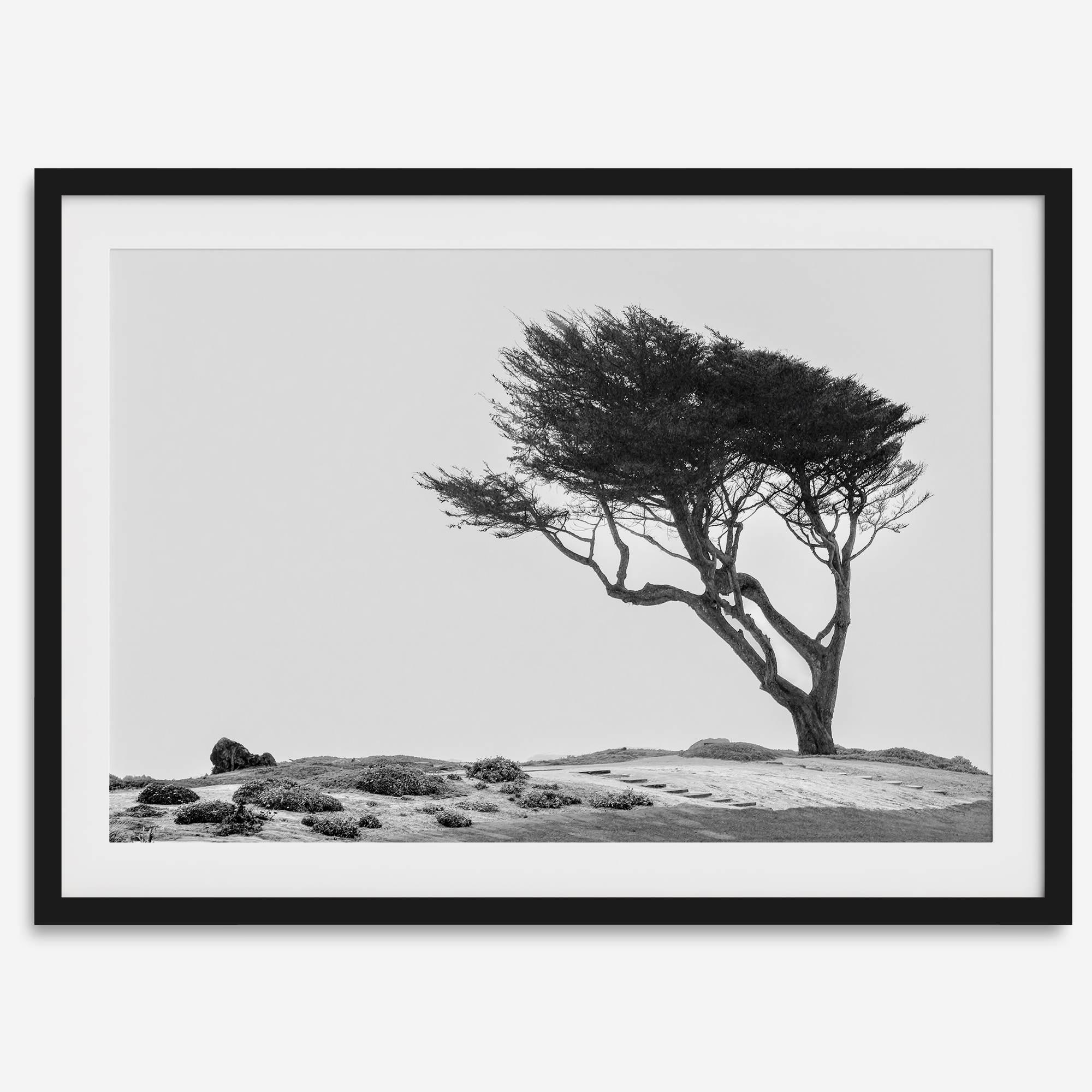 Black-and-white photograph of a windswept cypress tree on a rugged coastal bluff with a minimalist design.