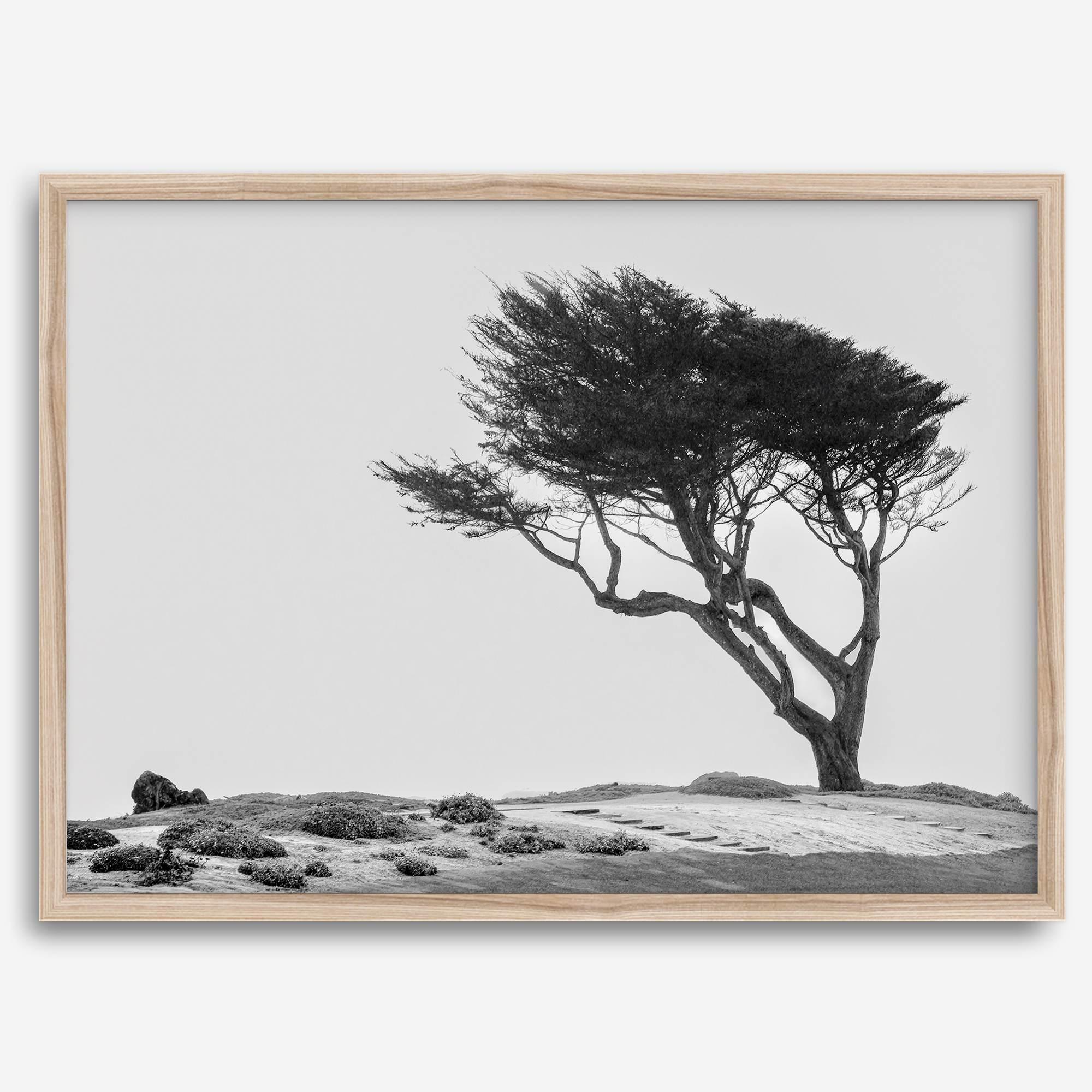 Black-and-white photograph of a windswept cypress tree on a rugged coastal bluff with a minimalist design.