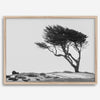 Black-and-white photograph of a windswept cypress tree on a rugged coastal bluff with a minimalist design.