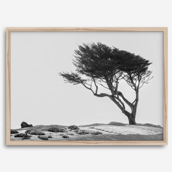 Black-and-white photograph of a windswept cypress tree on a rugged coastal bluff with a minimalist design.