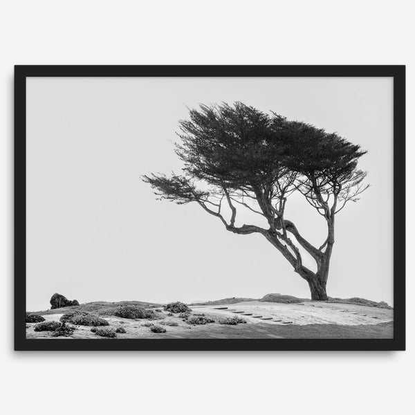 Black-and-white photograph of a windswept cypress tree on a rugged coastal bluff with a minimalist design.