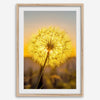 Dandelion wall art featuring a glowing dandelion at sunset, perfect for yellow wall art and floral wall decor.
