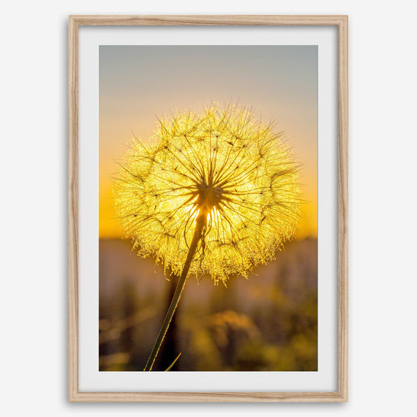 Dandelion wall art featuring a glowing dandelion at sunset, perfect for yellow wall art and floral wall decor.