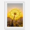Dandelion wall art featuring a glowing dandelion at sunset, perfect for yellow wall art and floral wall decor.