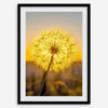 Dandelion wall art featuring a glowing dandelion at sunset, perfect for yellow wall art and floral wall decor.