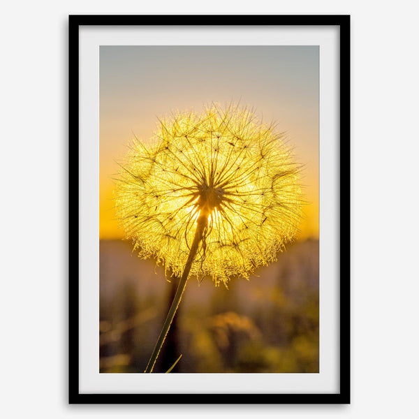 Dandelion wall art featuring a glowing dandelion at sunset, perfect for yellow wall art and floral wall decor.