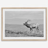Black and white photo of a majestic elk standing on a hilltop, with rolling hills layered in the background.