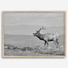 Black and white photo of a majestic elk standing on a hilltop, with rolling hills layered in the background.