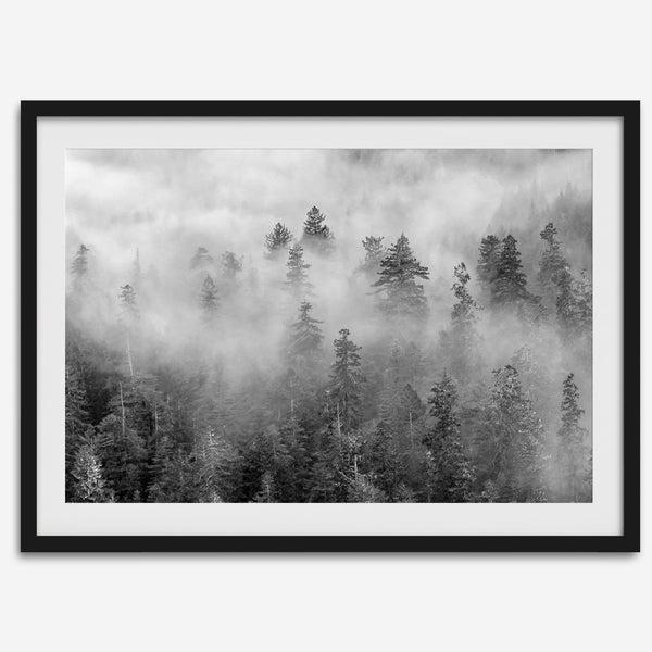Monochrome foggy forest scene with tall pine trees fading into mist.
