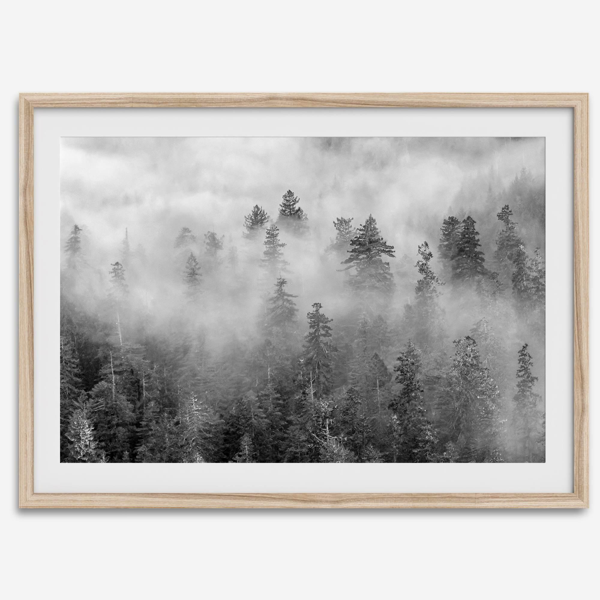 Monochrome foggy forest scene with tall pine trees fading into mist.
