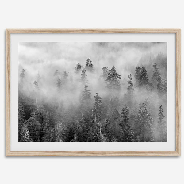 Monochrome foggy forest scene with tall pine trees fading into mist.
