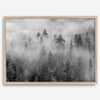 Monochrome foggy forest scene with tall pine trees fading into mist.