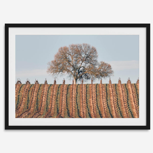 Fine art photo of a lone tree and vineyard rows in Napa Valley, California – titled Wine Country.