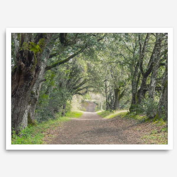A fine art framed or unframed print of a tree tunnel path through the forest. this inspiring forest wall art with transport you straight into the heart of nature.