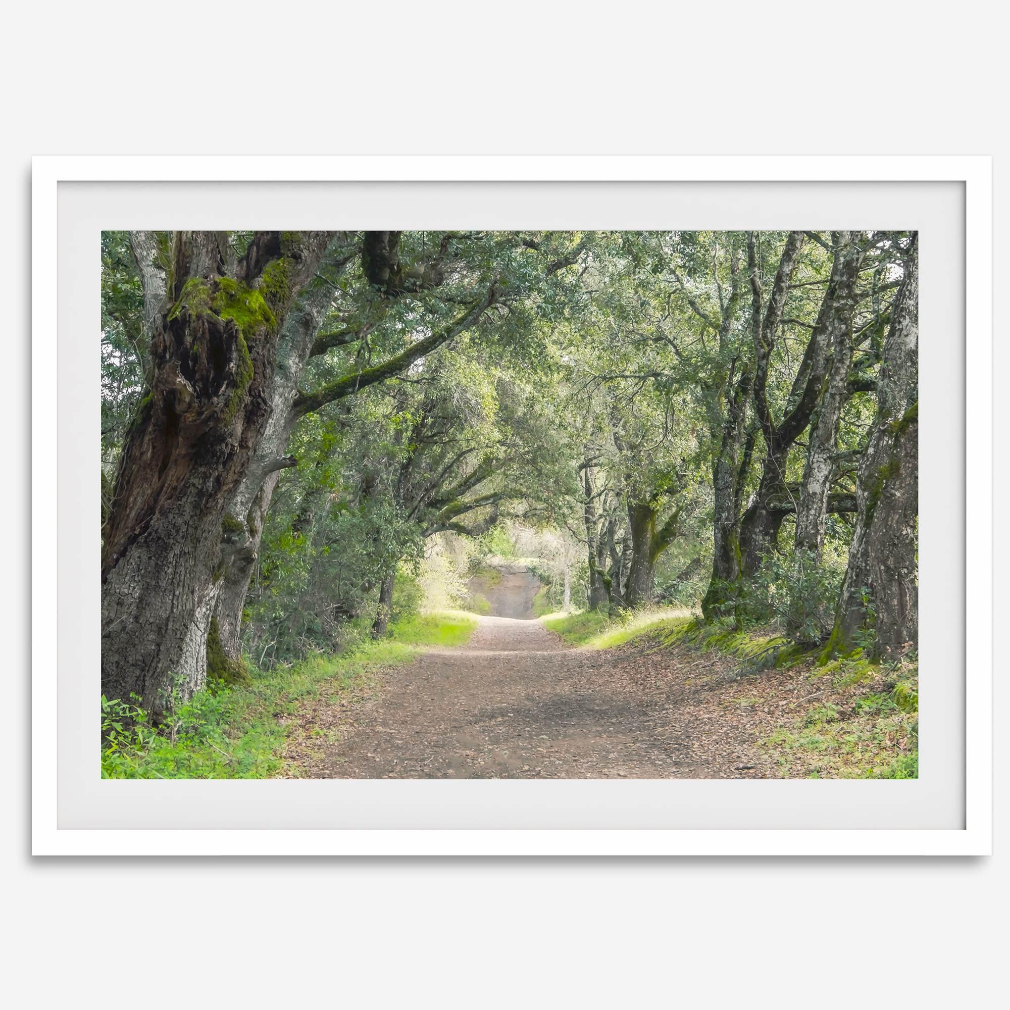 A fine art framed or unframed print of a tree tunnel path through the forest. this inspiring forest wall art with transport you straight into the heart of nature.