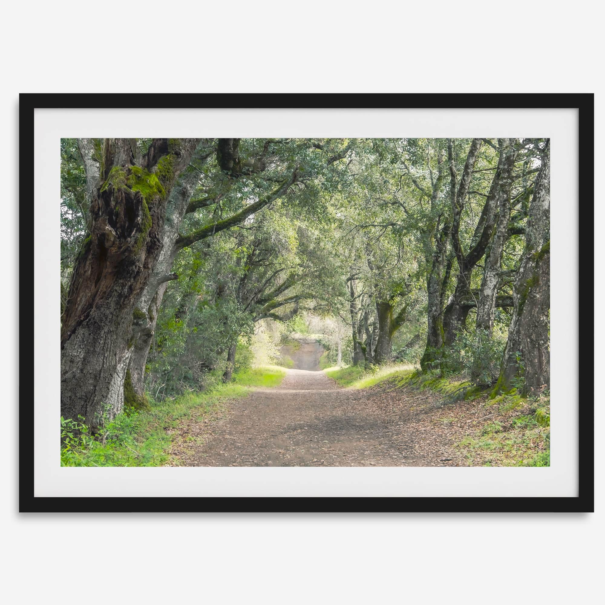 A fine art framed or unframed print of a tree tunnel path through the forest. this inspiring forest wall art with transport you straight into the heart of nature.