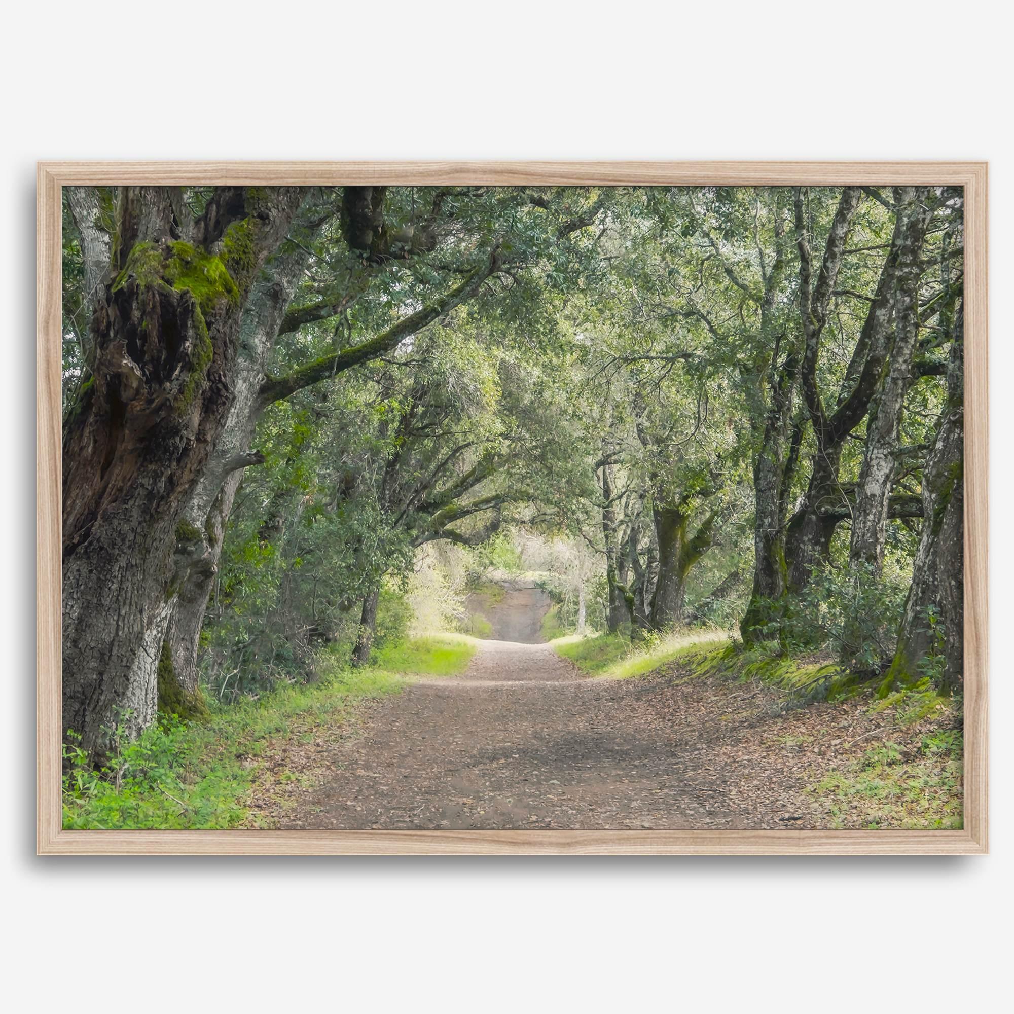 A fine art framed or unframed print of a tree tunnel path through the forest. this inspiring forest wall art with transport you straight into the heart of nature.