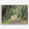 A fine art framed or unframed print of a tree tunnel path through the forest. this inspiring forest wall art with transport you straight into the heart of nature.
