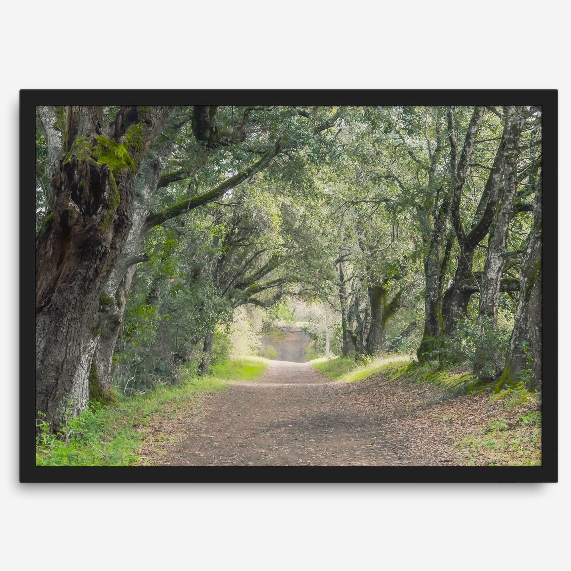 A fine art framed or unframed print of a tree tunnel path through the forest. this inspiring forest wall art with transport you straight into the heart of nature.