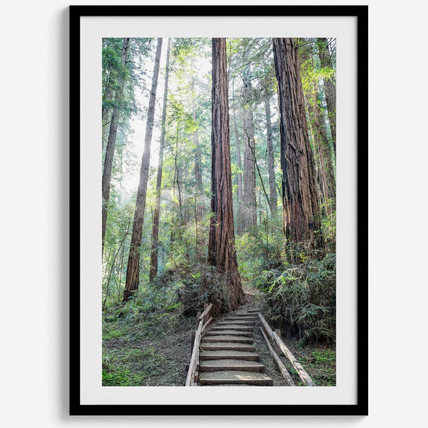 A mesmerizing framed or unframed forest print of a climbing trail through the redwood trees in the American Northwest with the Sun shining through the forest.