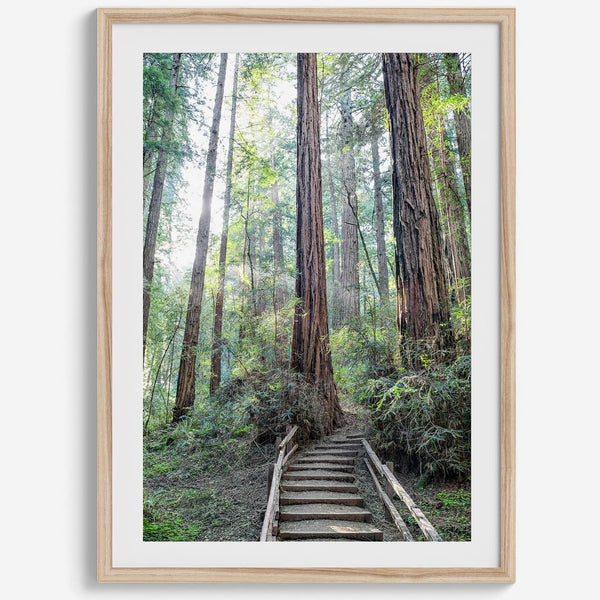 A mesmerizing framed or unframed forest print of a climbing trail through the redwood trees in the American Northwest with the Sun shining through the forest.