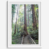 A mesmerizing framed or unframed forest print of a climbing trail through the redwood trees in the American Northwest with the Sun shining through the forest.
