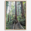 A mesmerizing framed or unframed forest print of a climbing trail through the redwood trees in the American Northwest with the Sun shining through the forest.