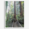 A mesmerizing framed or unframed forest print of a climbing trail through the redwood trees in the American Northwest with the Sun shining through the forest.