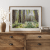 forest wall art - woodland redwoods fine art photography print