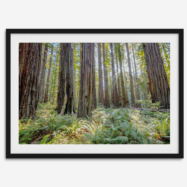 forest wall art - woodland redwoods fine art photography print
