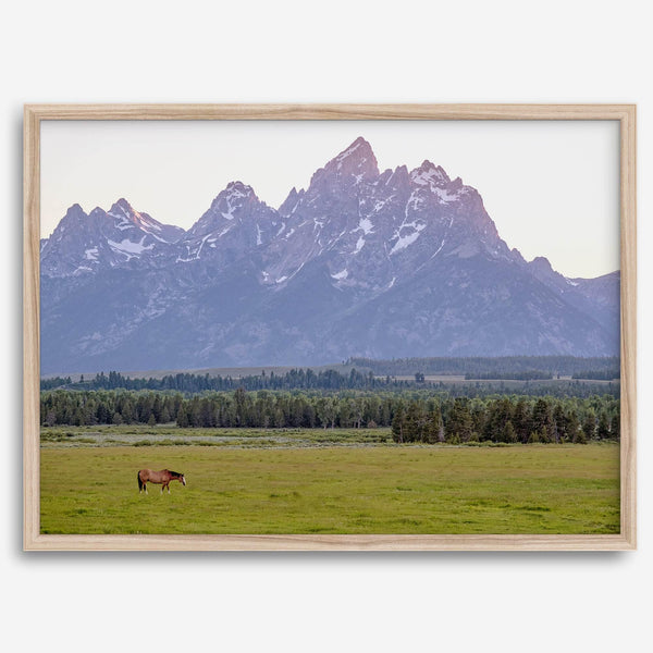 A stunning snow-covered mountain framed or unframed print from Grand Teton National Park with a beautiful horse grazing the grass in the forefront.