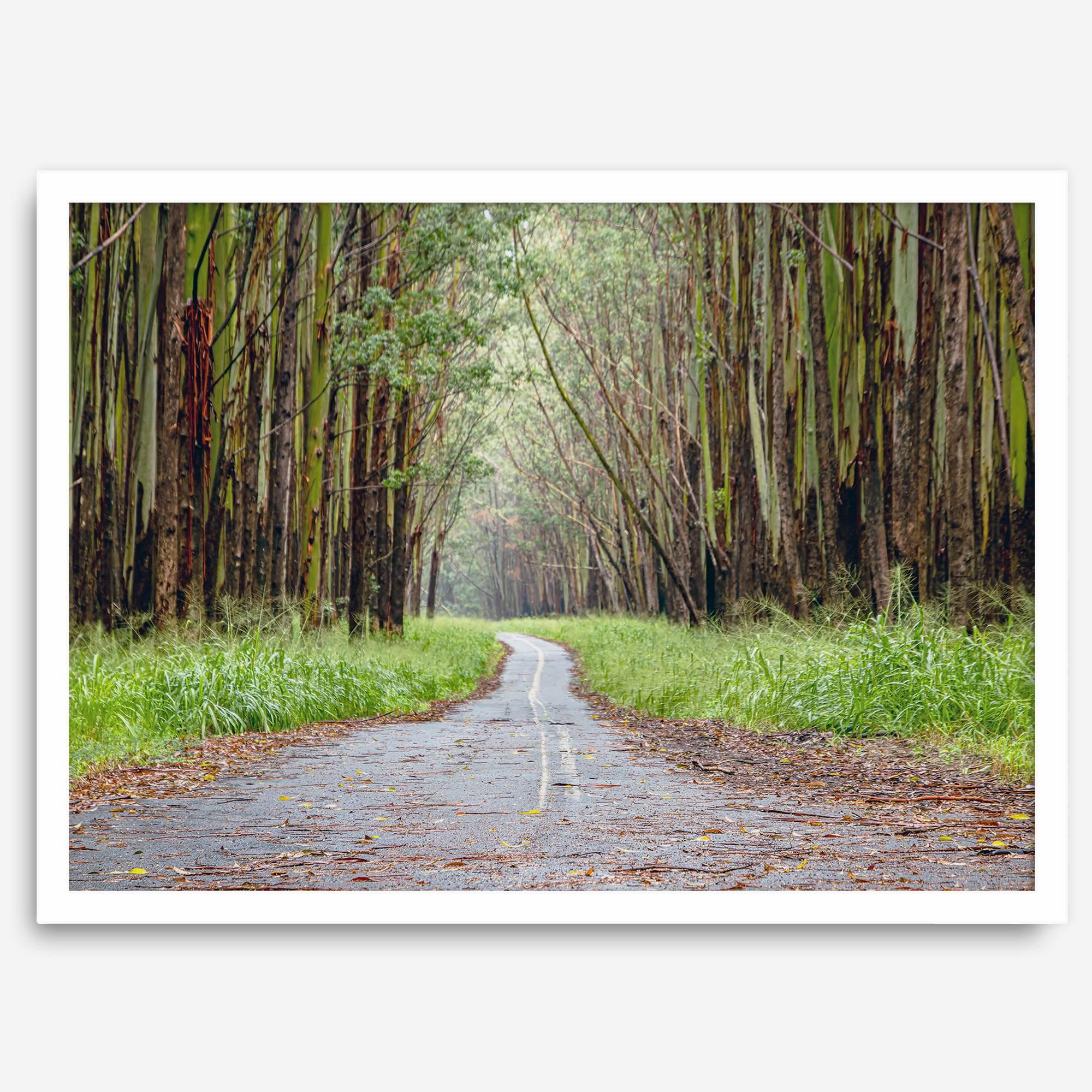 Fine art photography print of a winding road through a eucalyptus forest on the Big Island of Hawaii.
