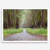 Fine art photography print of a winding road through a eucalyptus forest on the Big Island of Hawaii.
