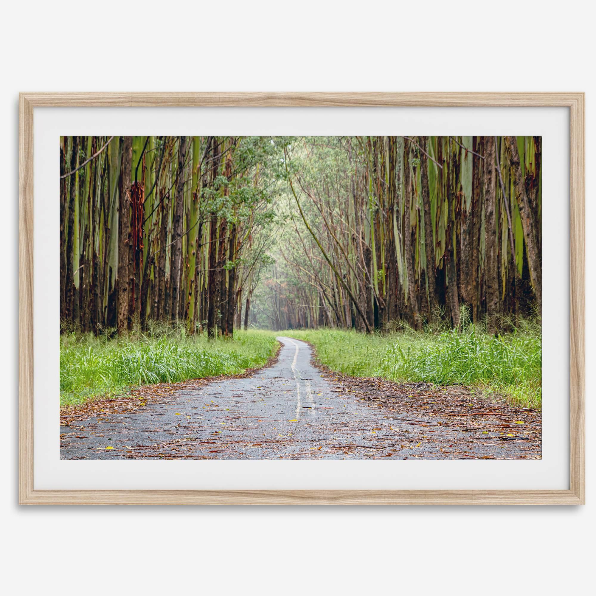 Fine art photography print of a winding road through a eucalyptus forest on the Big Island of Hawaii.