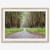 Fine art photography print of a winding road through a eucalyptus forest on the Big Island of Hawaii.