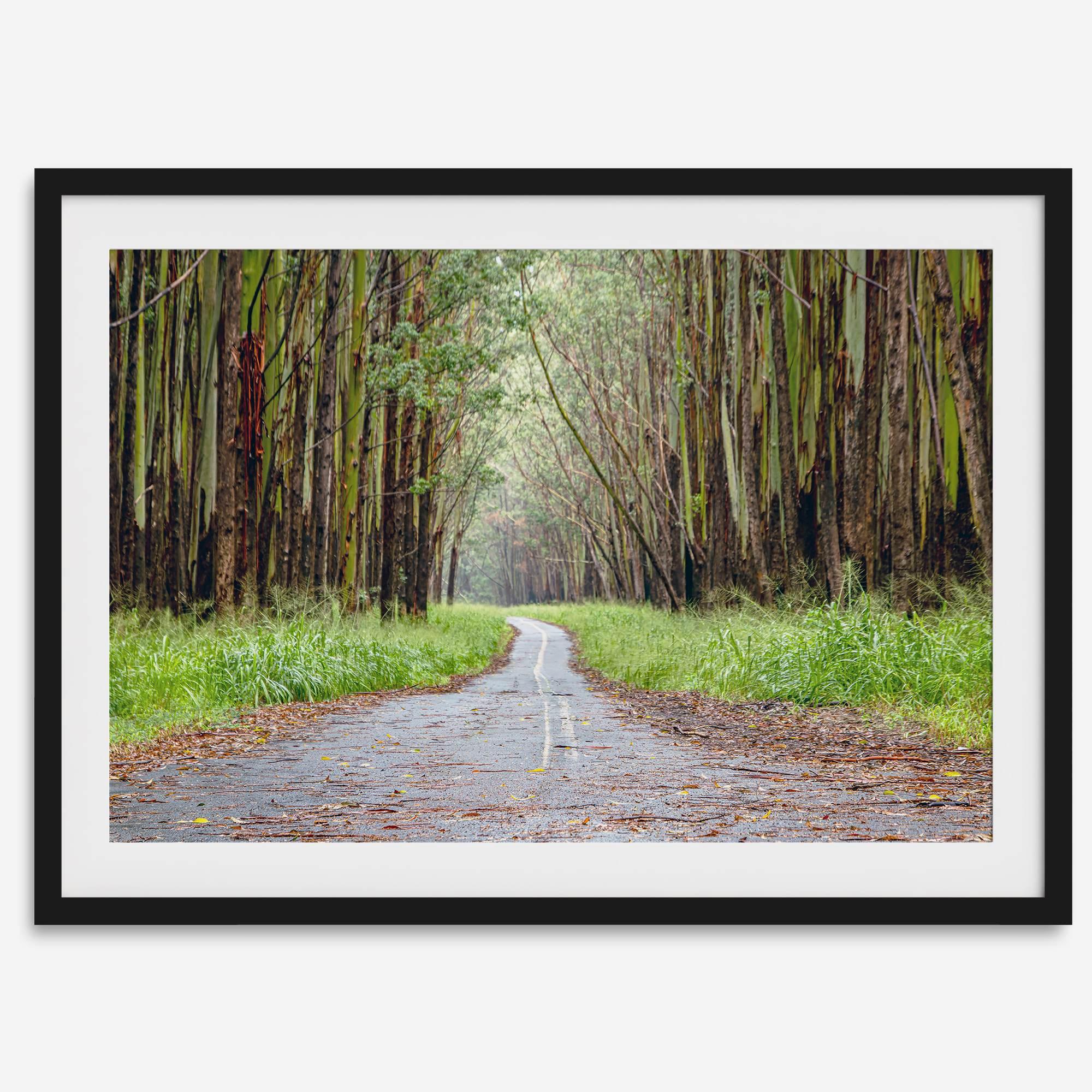Fine art photography print of a winding road through a eucalyptus forest on the Big Island of Hawaii.