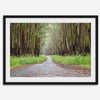 Fine art photography print of a winding road through a eucalyptus forest on the Big Island of Hawaii.