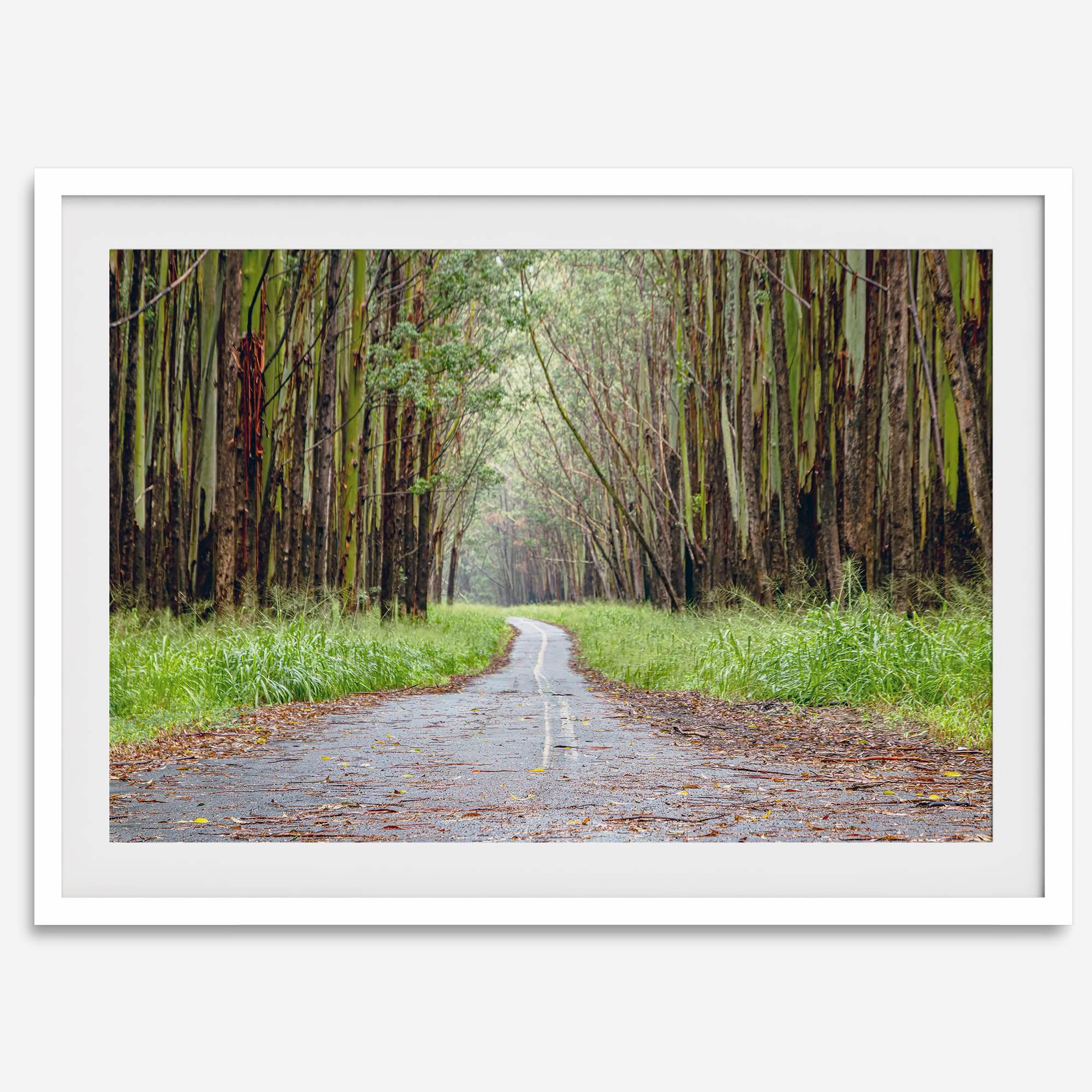 Fine art photography print of a winding road through a eucalyptus forest on the Big Island of Hawaii.