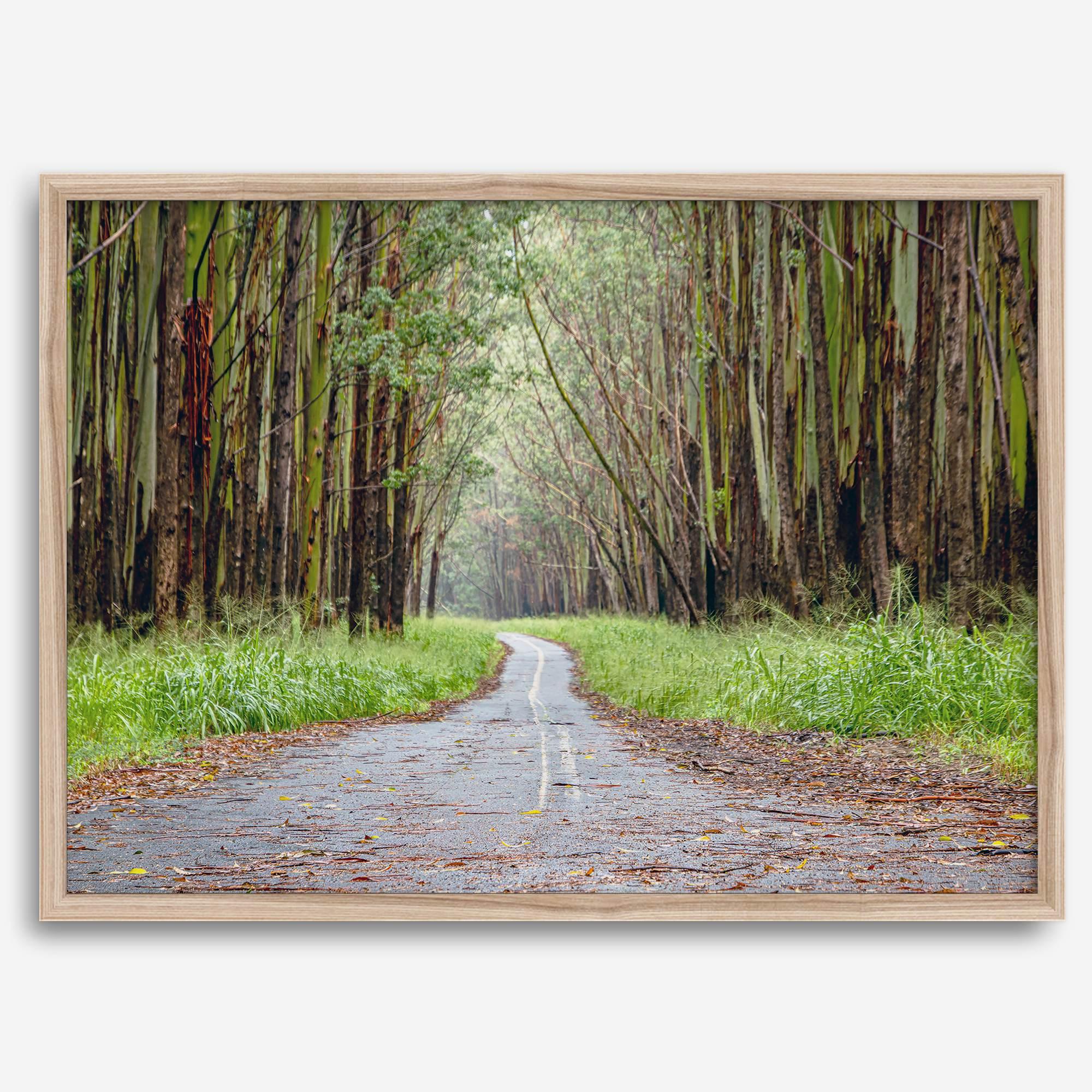Fine art photography print of a winding road through a eucalyptus forest on the Big Island of Hawaii.